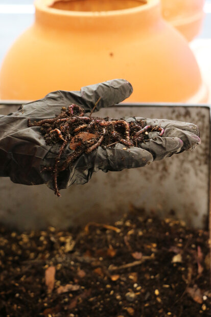 Worm composter at Living Library HfG Karlsruhe
