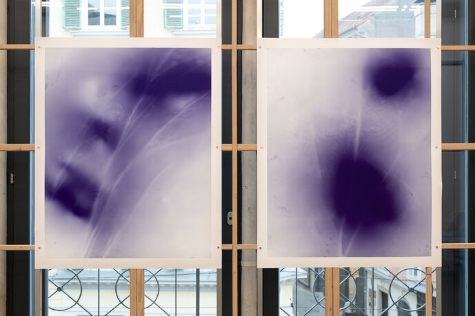 Susanne  Kriemann, Ray, Rock, Rowan (Being a Photograph), Installationsansicht Camera Austria, 2025